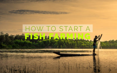 How To Start A Fish Farming Business?