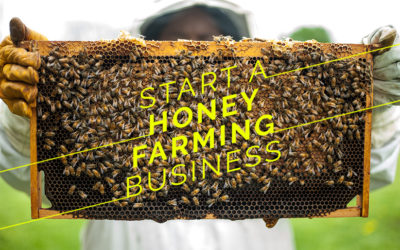 Start A Honey Farming Business