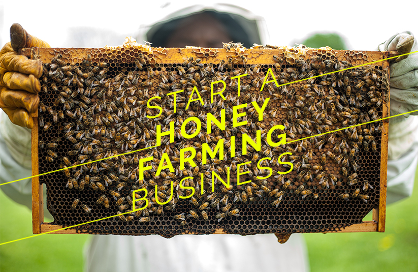 Start A Honey Farming Business