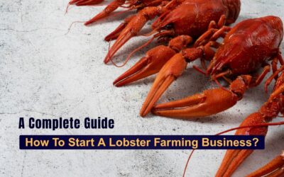 Lobster Farming Business
