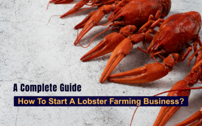 How To Start A Lobster Farming Business?