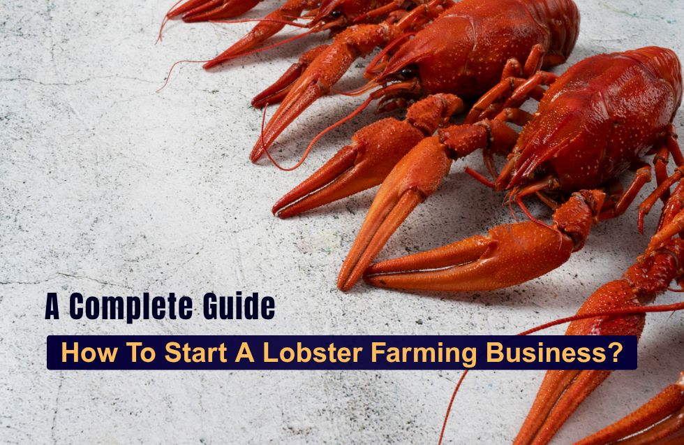 How To Start A Lobster Farming Business?