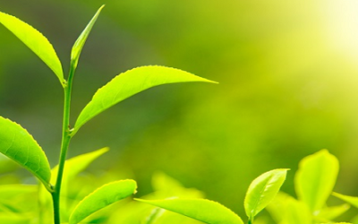 Tea Business-Successful Business Ideas