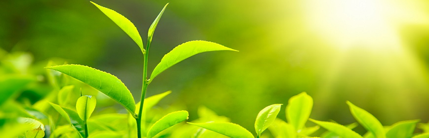 Tea Business-Successful Business Ideas