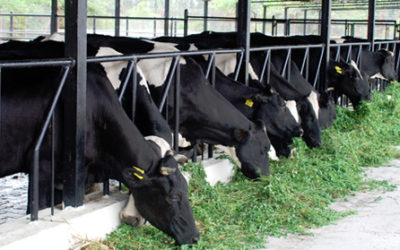 How To Start a Dairy Farm Milk Production Business?