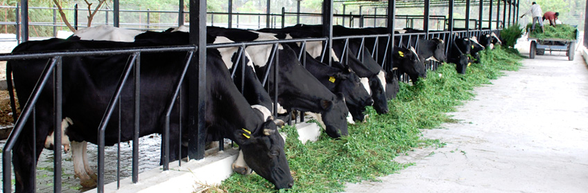 How To Start a Dairy Farm Milk Production Business?