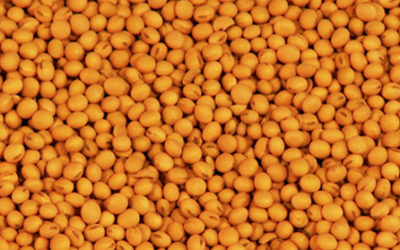 How To Start A Soybean Farming Business?