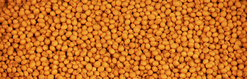 How To Start A Soybean Farming Business?