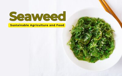 Why Seaweed Is the Next Big Thing in Sustainable Agriculture and Food