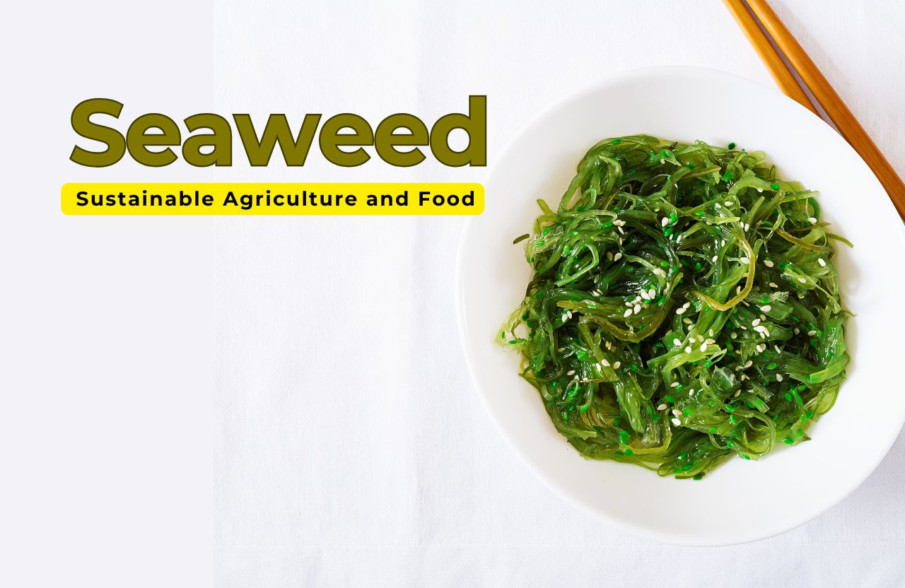 Why Seaweed Is the Next Big Thing in Sustainable Agriculture and Food